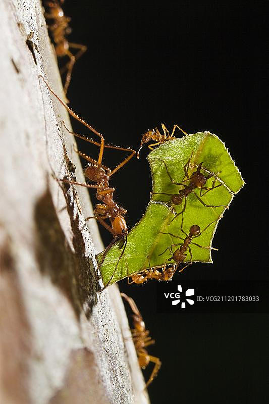 切叶蚁(Atta cephalotes)，搬运树叶碎片下来的一棵树，雨林，哥斯达黎加，中美洲图片素材