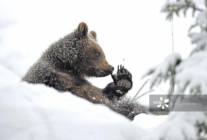 欧洲棕熊幼崽坐在雪地里玩爪子，巴伐利亚森林国家公园，德国，欧洲图片素材