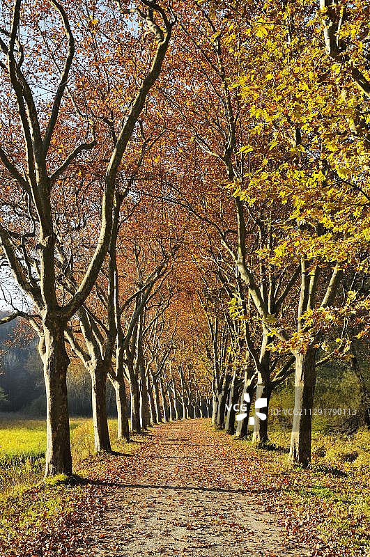 绿树成荫的道路，悬铃木(悬铃木)秋天，康斯坦茨区，或康斯坦茨，巴登-符腾堡，德国，欧洲图片素材