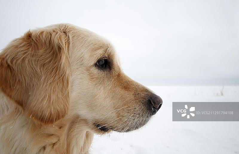雪地里的金毛寻回犬，画像图片素材