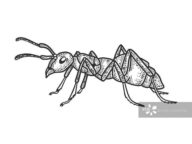 蚂蚁昆虫草图图片素材