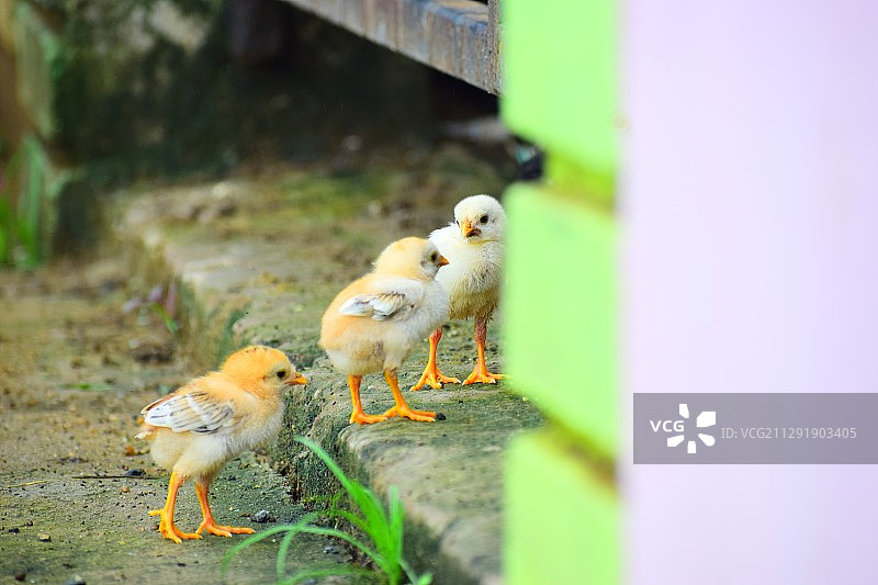 在印度的冈迪亚，三只小鸡正在上楼图片素材