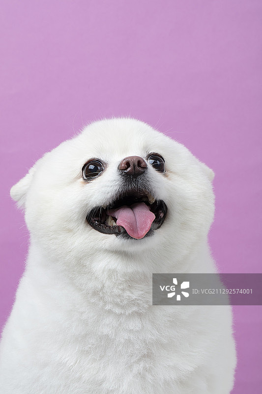 小狗伸出舌头的照片在紫色的背景图片素材
