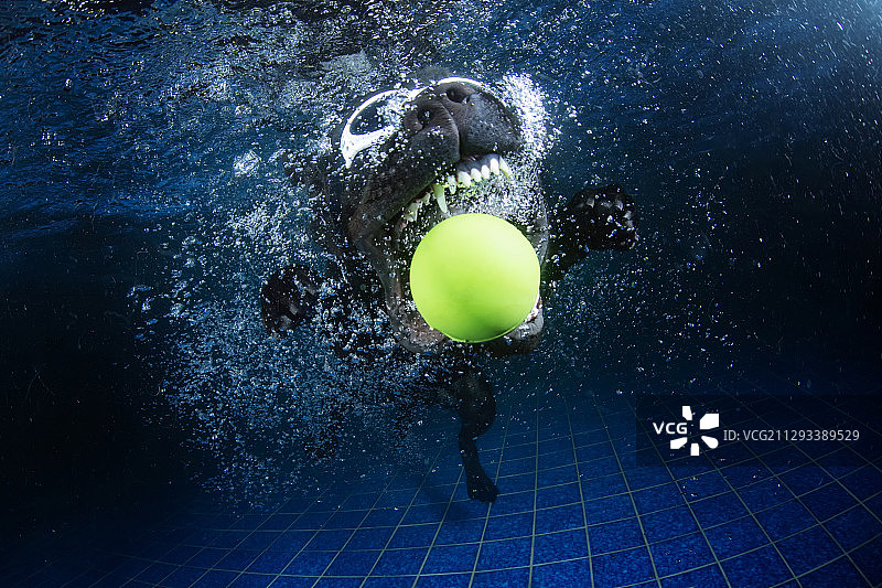 水下的黑色拉布拉多犬图片素材