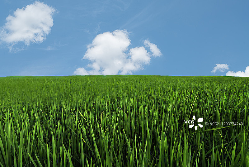草地绿色农田天空壁纸素材图片素材