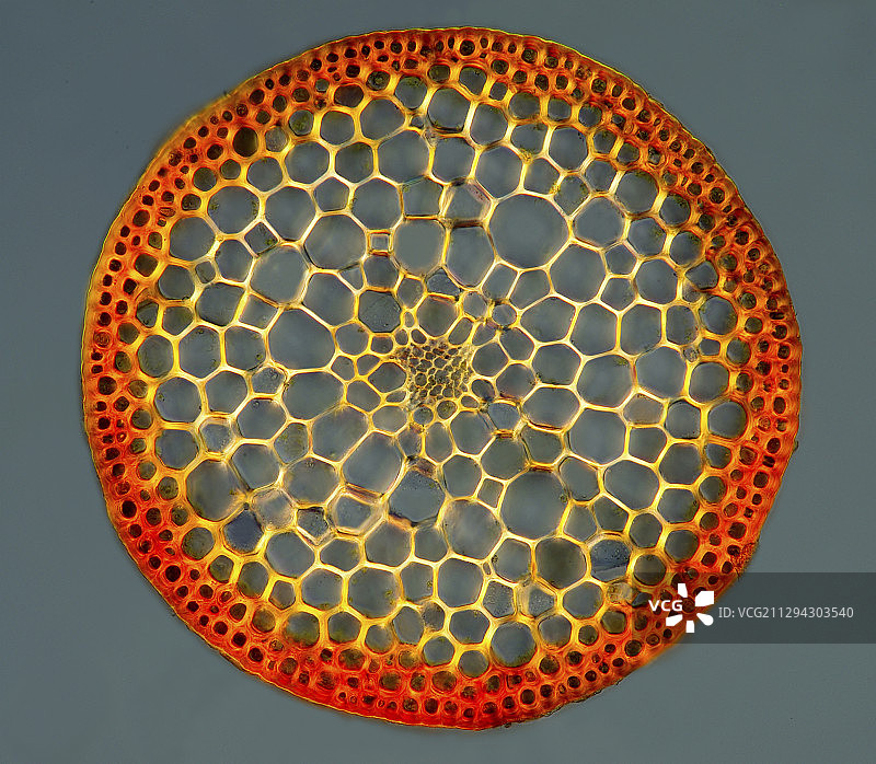 苔藓孢子体，光显微镜图片素材