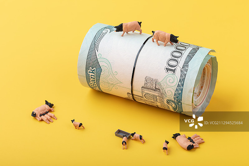 猪站在一捆大额钞票上猪肉涨价图片素材