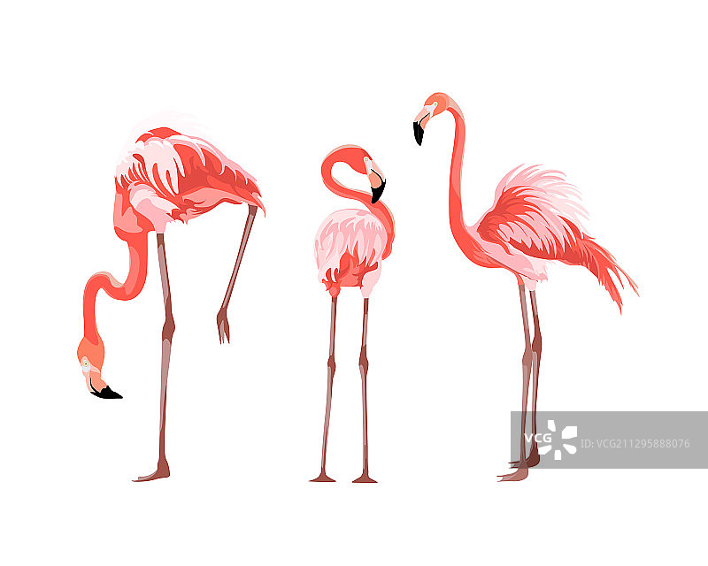 奇特的粉红色火烈鸟集合图片素材
