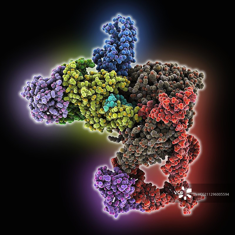 端粒酶与端粒DNA，分子模型图片素材