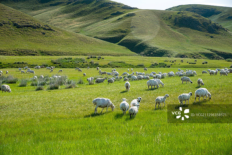 羊群在牧场上悠闲的吃草图片素材