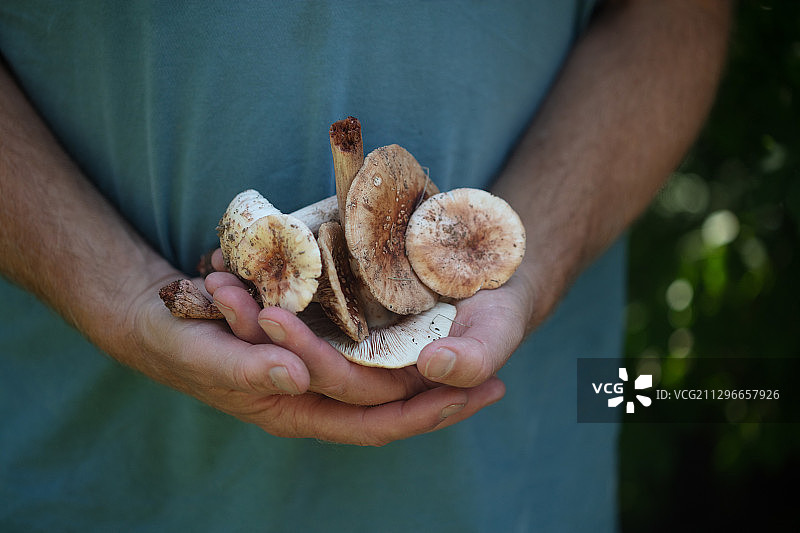 一个人拿着野生蘑菇的特写图片素材