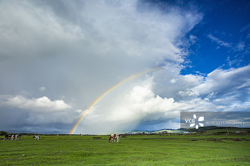 彩虹下的呼伦贝尔大草原图片素材