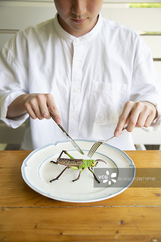 食用昆虫的盛宴图片素材