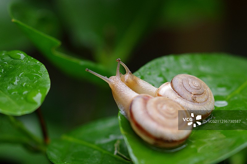 两只蜗牛伴侣图片素材