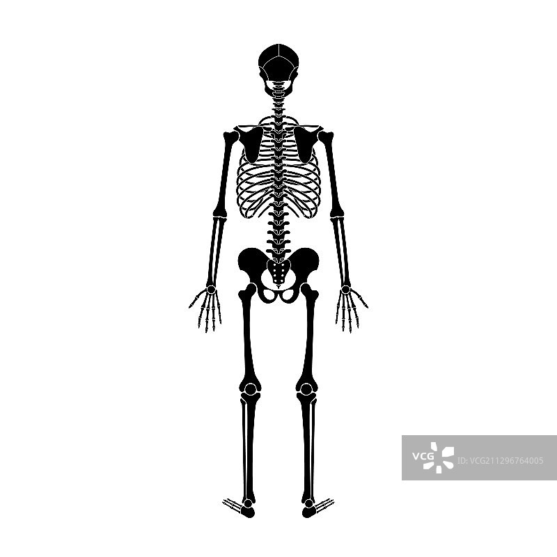 人体骨骼解剖学图片素材