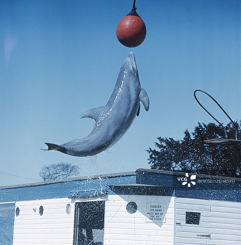 海豚跳球图片素材