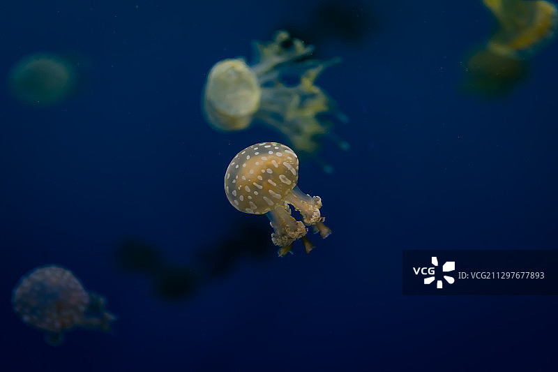 水母在海里游泳的特写图片素材