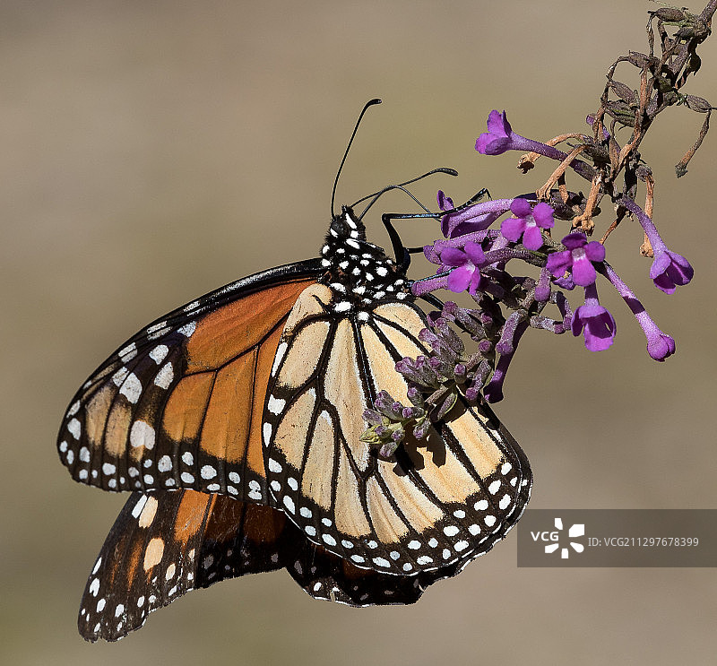 蝴蝶在花上传粉的特写，纳科多奇斯，美国图片素材