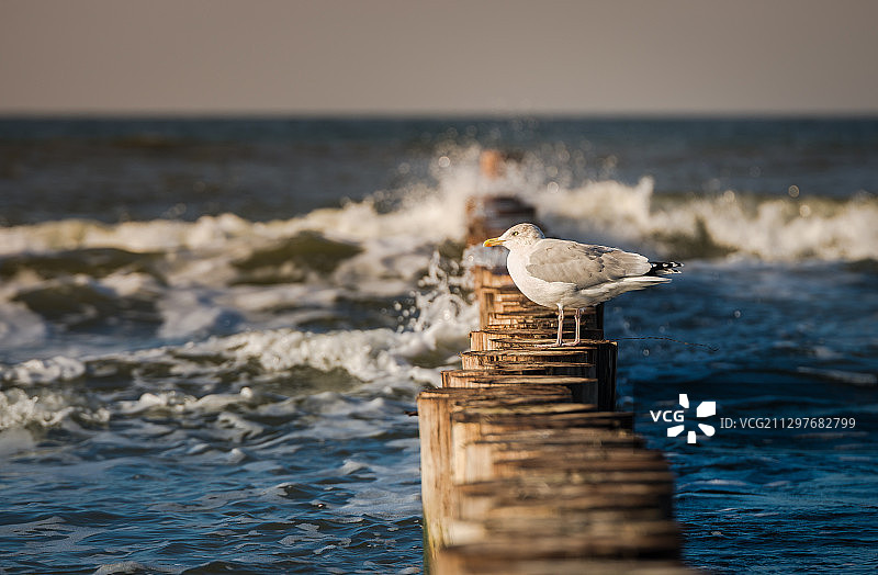 海鸥栖息在海边对天空的特写，Hiddensee，德国图片素材