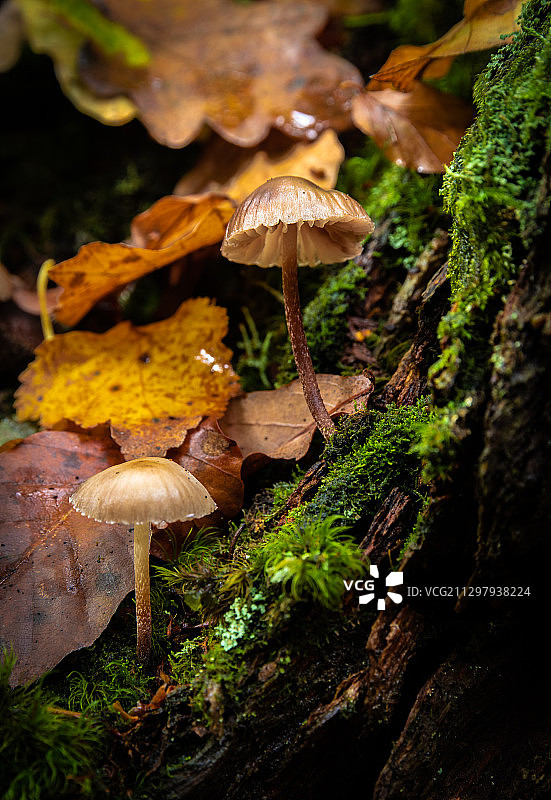 蘑菇生长在树干上的特写，哈瑟sage，英国图片素材