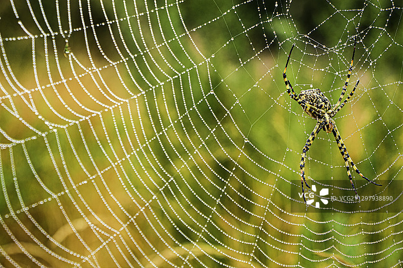 蜘蛛网上的蜘蛛特写，Marinha Grande，葡萄牙图片素材