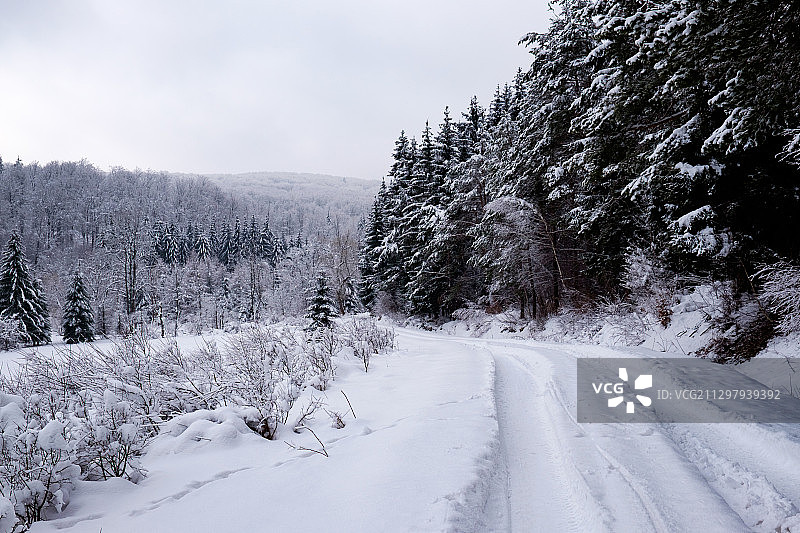 天空下白雪覆盖的土地上的树木图片素材