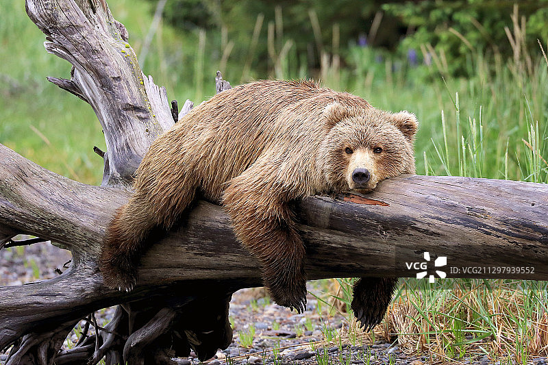 一只棕熊，锚点，美国图片素材