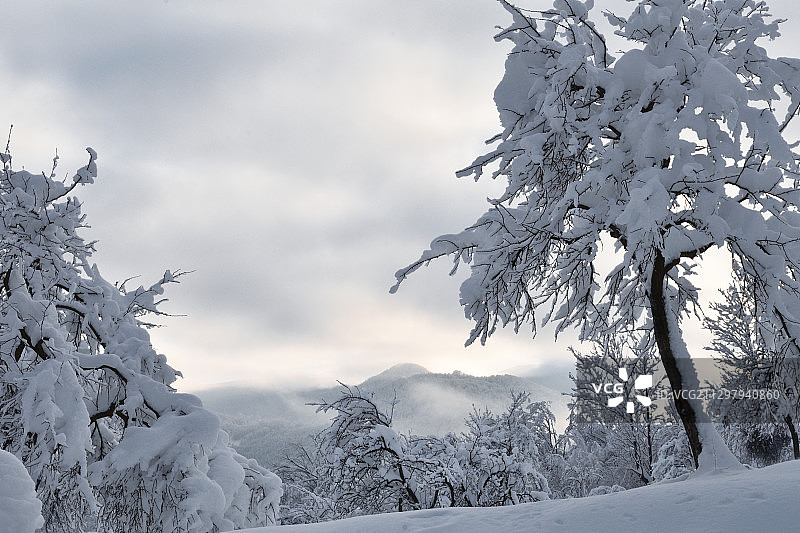 罗马尼亚乌里卡尼，白雪覆盖的土地上的树木图片素材
