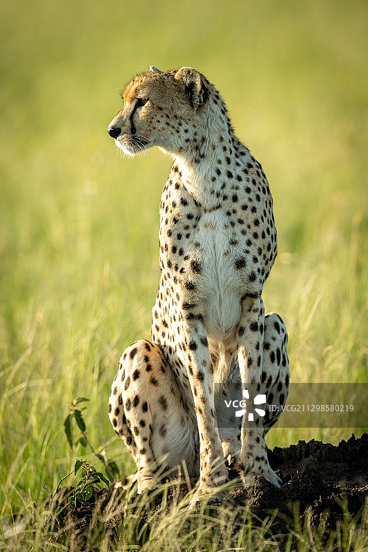 一只小猎豹在看猎豹身上的东西图片素材
