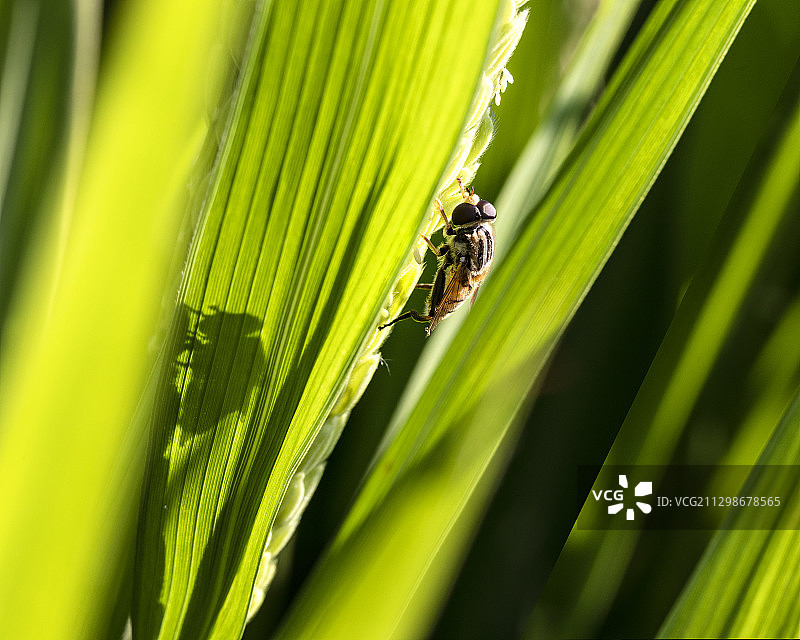 稻花飘香，食蚜蝇（蜜蜂）闻香而至图片素材