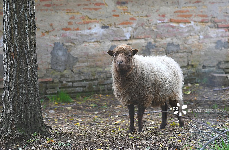 绵羊站在田野上的肖像，古松，法国图片素材