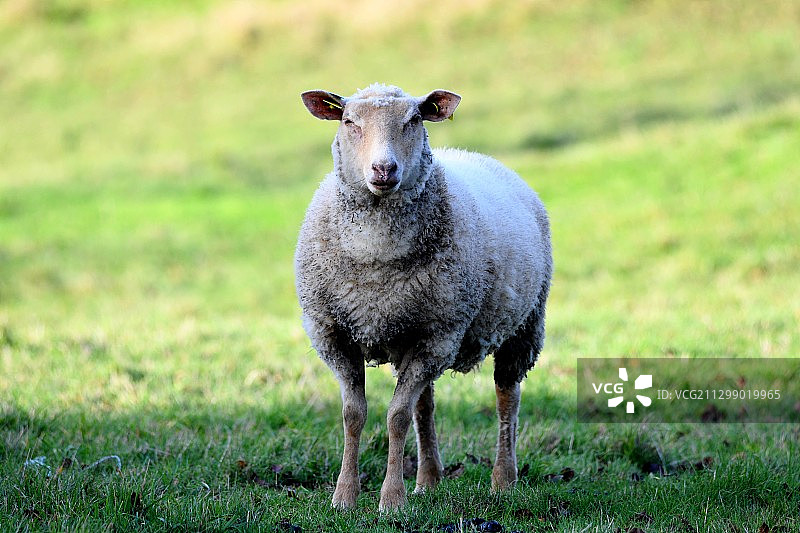 绵羊站在田野上的肖像，圣福伊-拉-格兰德，法国图片素材