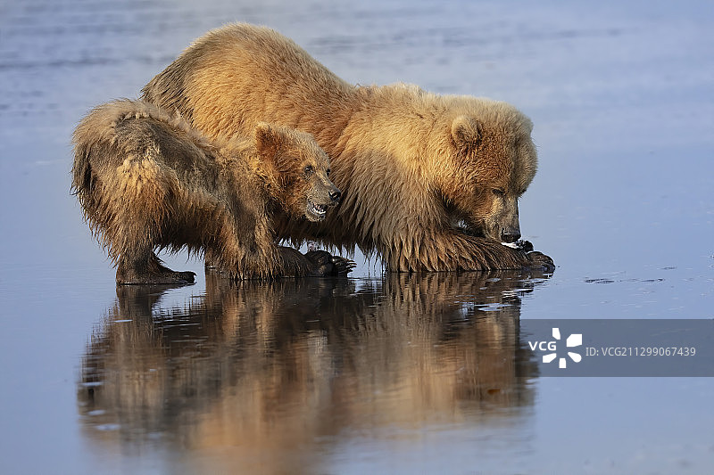 一只在阿拉斯加奔跑的棕熊图片素材