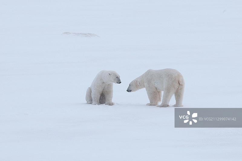 北极熊一家，加拿大汤普森图片素材