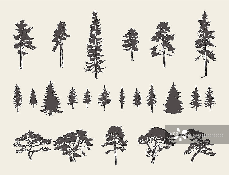 设置剪影树木松树杉木素描图片素材