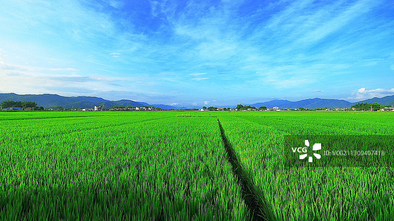绿油油的稻田图片素材
