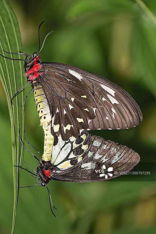 凯恩斯鸟翅(鸟翅目幼虎)，正在交配，雌在上，雄在下，澳大利亚蝴蝶保护区，库兰达，昆士兰，澳大利亚，大洋洲图片素材