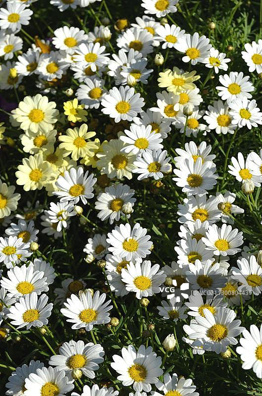 白色和黄色的雏菊或夏雏菊(argyranthemumfrutescens)图片素材