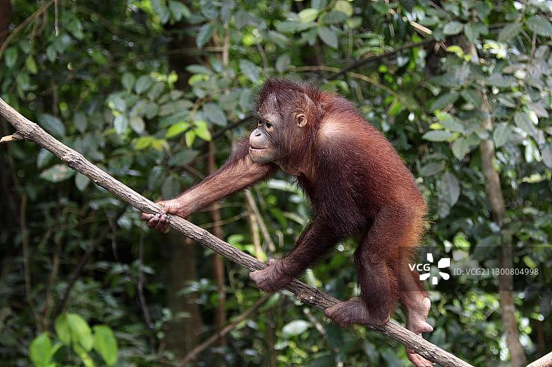 亚洲，马来西亚，婆罗洲，沙巴州，半成年的小猩猩图片素材