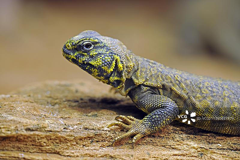 北非刺Dabb Lizard (Uromastyx acanthinurus)图片素材