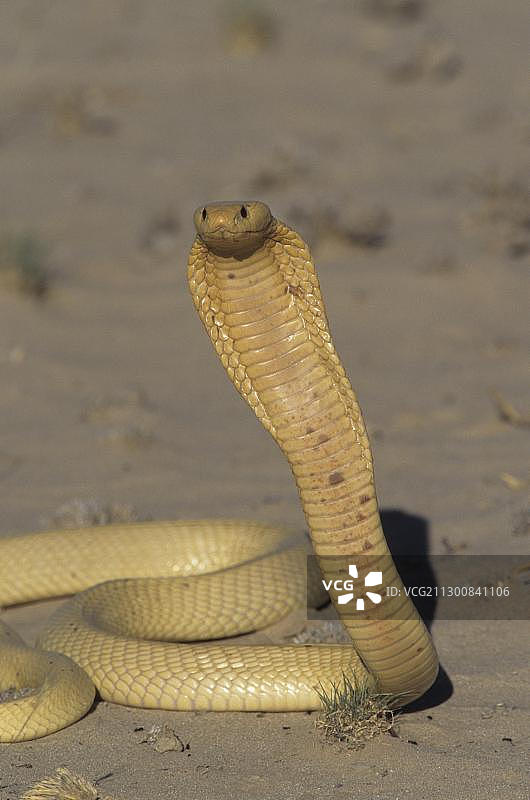 眼镜蛇角(Naja nivea)， Kgalagadi Transfontier公园，卡拉哈里，南非，非洲图片素材