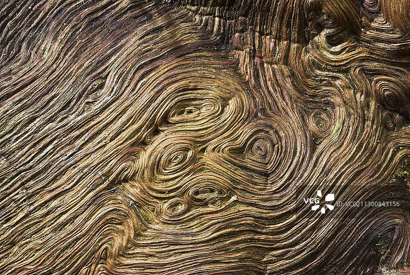 一种老橡树(栎属)的根木材，详细视图，莫赫布鲁赫自然保护区，黑塞，德国，欧洲图片素材