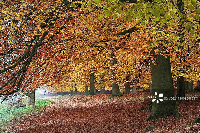 山毛榉(山毛榉)森林在秋天的颜色与踪迹图片素材