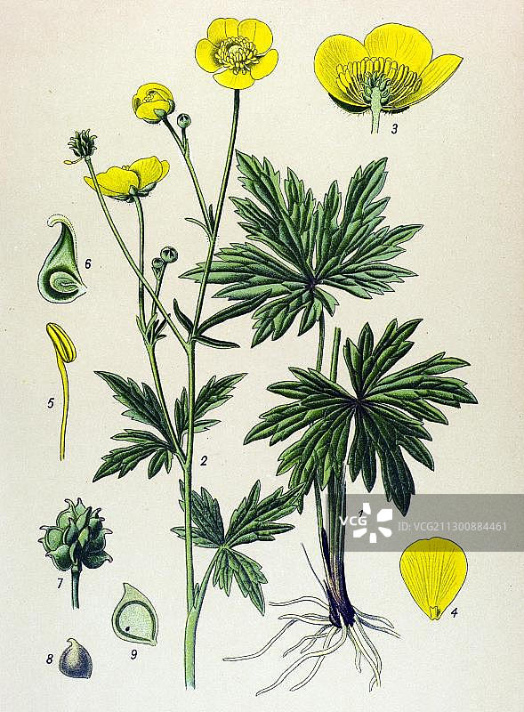 历史插图，草甸毛茛(毛茛)，有毒植物，药用植物图片素材