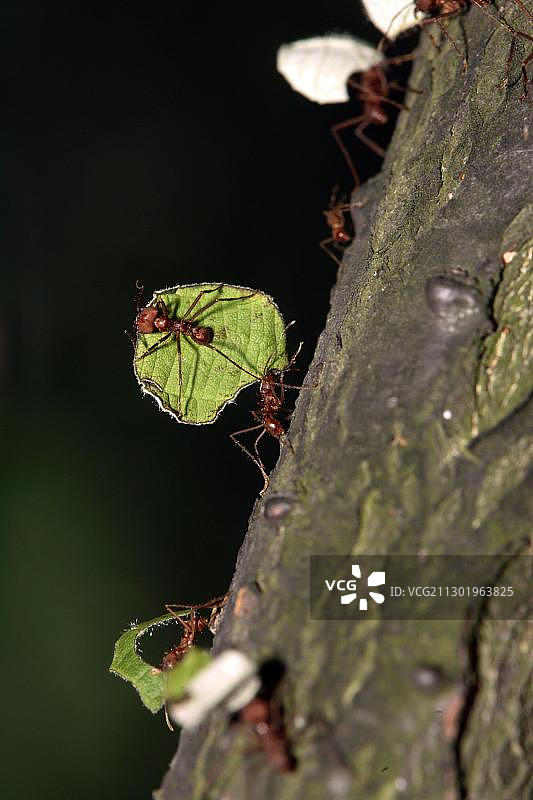 切叶蚁(Atta cephalotes)成群运输食物图片素材