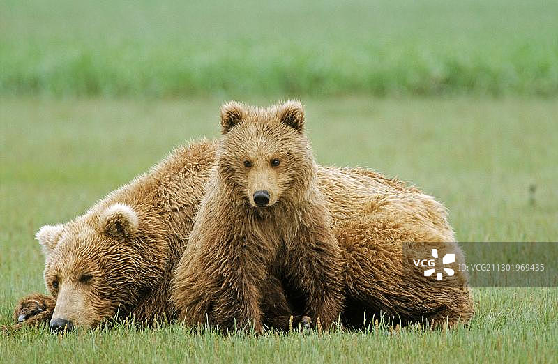 棕熊，妈妈和幼崽，卡特迈国家公园，阿拉斯加，美国，北美图片素材