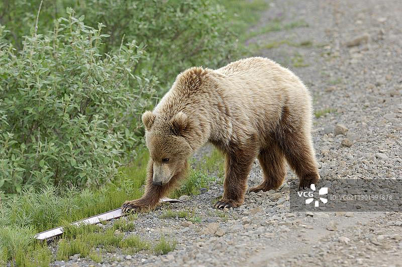 在美国阿拉斯加州的德纳里国家公园里，棕熊正在玩路标图片素材