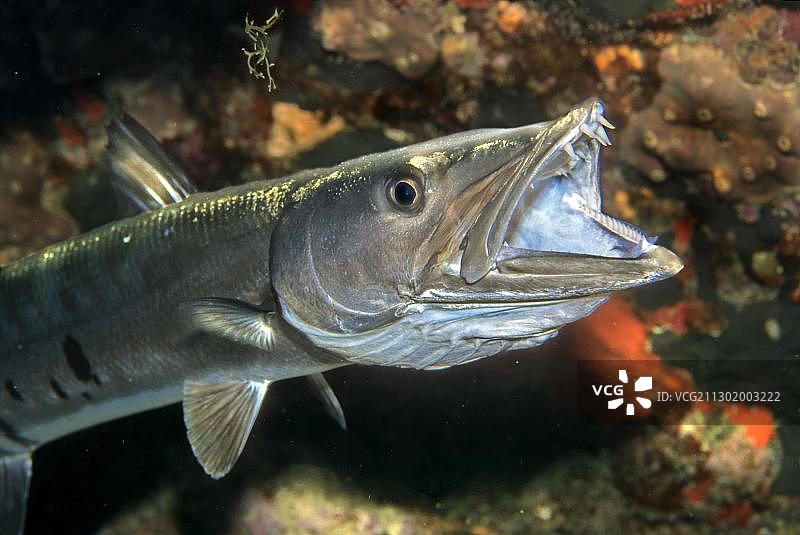大梭鱼(Sphyraena barracuda)图片素材
