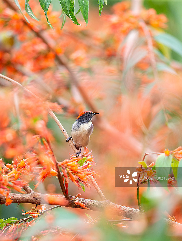穿梭于热带、亚热带旱林和乡村花园，吸食花蜜的朱背啄花鸟图片素材