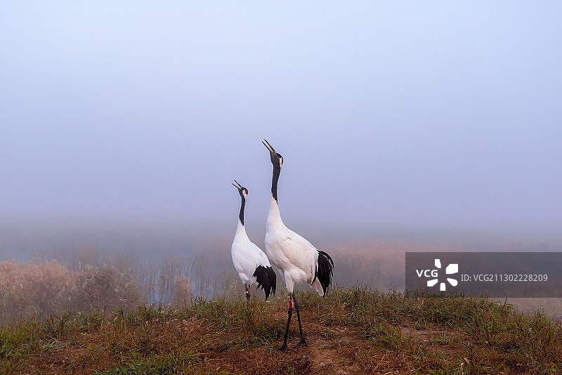 栖息在湿地公园的二只丹顶鹤图片素材